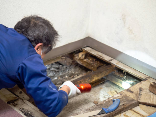 Mold Testing and Removal in Lubbock, TX
