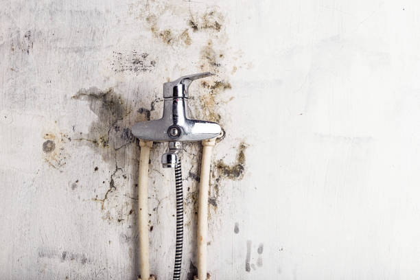 Best Commercial Mold Removal  in Lubbock, TX