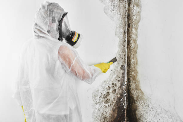Best Mold Testing  in Lubbock, TX