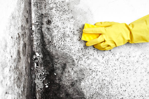 Office Mold Removal Services in Lubbock, TX
