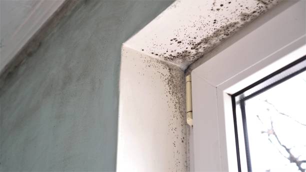Best Mold Damage Repair  in Lubbock, TX
