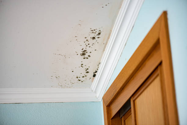 Reliable Lubbock, TX Mold Removal Solutions