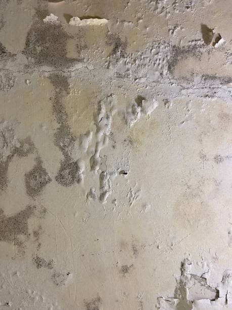 Best Residential Mold Removal  in Lubbock, TX