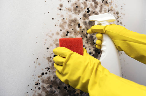 Best Office Mold Removal Services  in Lubbock, TX