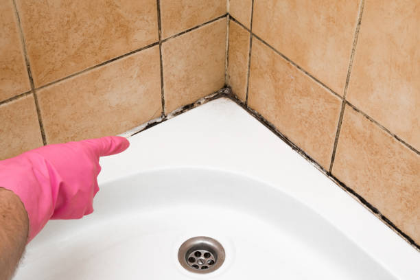 Best Attic Mold Removal  in Lubbock, TX