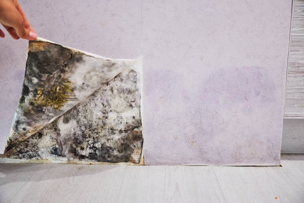 Best Mold Cleaning Services  in Lubbock, TX